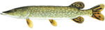 Щука обыкновенная (Esox lucius)